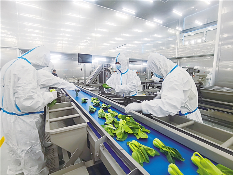打造國內(nèi)首批現(xiàn)代化凈菜加工樣板生產(chǎn)基地——探訪永登甘味安全凈菜超級工廠